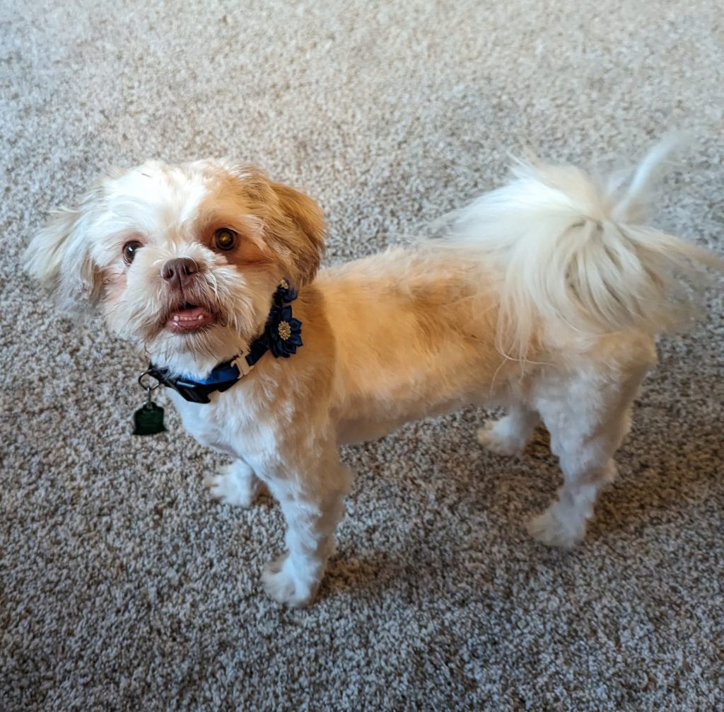 Shih Tzu Puppies for Sale Zeigler IL, Toy Poodle Puppies for Sale Zeigler IL, Shih Tzu Breeder in Zeigler IL, Toy Poodle Breeder in Zeigler IL, Healthy Shih Tzu Puppies for Sale, Top-Quality Toy Poodle Puppies, AKC Shih Tzu and Toy Poodles, Shih Tzu Puppies Near Me, Small Breed Puppies for Sale in Illinois, Hypoallergenic Shih Tzu and Toy Poodles