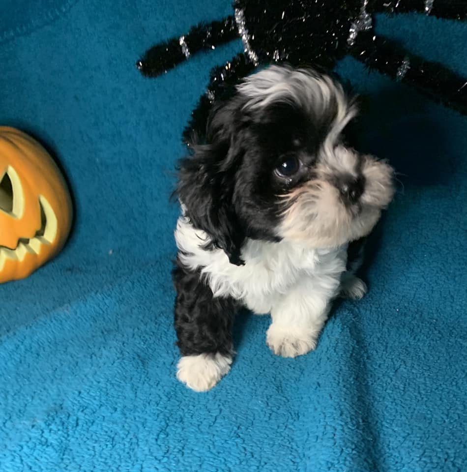 Shih Tzu Puppies for Sale Zeigler IL, Toy Poodle Puppies for Sale Zeigler IL, Shih Tzu Breeder in Zeigler IL, Toy Poodle Breeder in Zeigler IL, Healthy Shih Tzu Puppies for Sale, Top-Quality Toy Poodle Puppies, AKC Shih Tzu and Toy Poodles, Shih Tzu Puppies Near Me, Small Breed Puppies for Sale in Illinois, Hypoallergenic Shih Tzu and Toy Poodles
