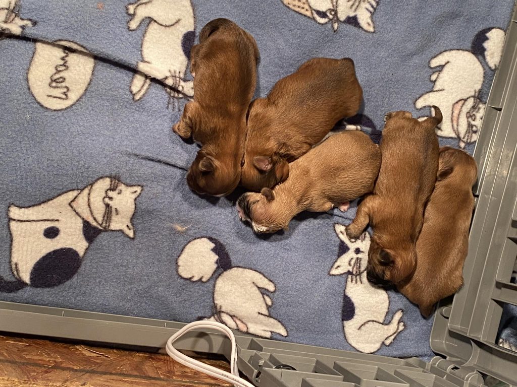 Shih Tzu Puppies for Sale Zeigler IL, Toy Poodle Puppies for Sale Zeigler IL, Shih Tzu Breeder in Zeigler IL, Toy Poodle Breeder in Zeigler IL, Healthy Shih Tzu Puppies for Sale, Top-Quality Toy Poodle Puppies, AKC Shih Tzu and Toy Poodles, Shih Tzu Puppies Near Me, Small Breed Puppies for Sale in Illinois, Hypoallergenic Shih Tzu and Toy Poodles