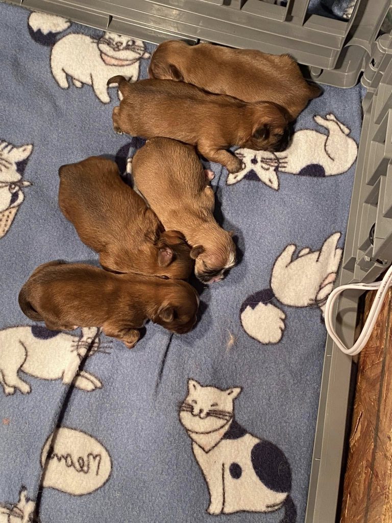 Shih Tzu Puppies for Sale Zeigler IL, Toy Poodle Puppies for Sale Zeigler IL, Shih Tzu Breeder in Zeigler IL, Toy Poodle Breeder in Zeigler IL, Healthy Shih Tzu Puppies for Sale, Top-Quality Toy Poodle Puppies, AKC Shih Tzu and Toy Poodles, Shih Tzu Puppies Near Me, Small Breed Puppies for Sale in Illinois, Hypoallergenic Shih Tzu and Toy Poodles