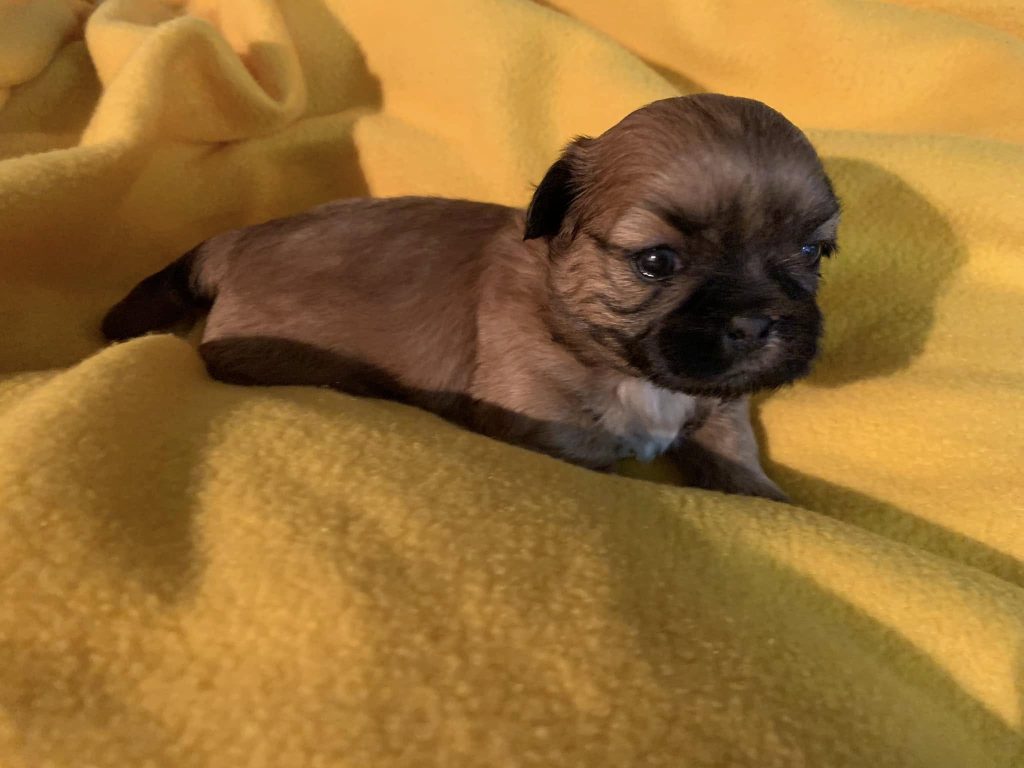Shih Tzu Puppies for Sale Zeigler IL, Toy Poodle Puppies for Sale Zeigler IL, Shih Tzu Breeder in Zeigler IL, Toy Poodle Breeder in Zeigler IL, Healthy Shih Tzu Puppies for Sale, Top-Quality Toy Poodle Puppies, AKC Shih Tzu and Toy Poodles, Shih Tzu Puppies Near Me, Small Breed Puppies for Sale in Illinois, Hypoallergenic Shih Tzu and Toy Poodles