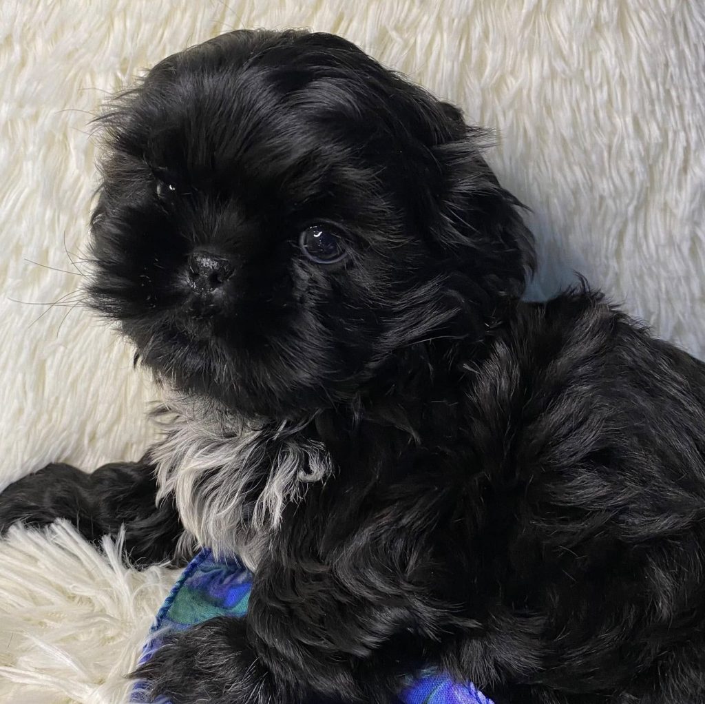 Shih Tzu Puppies for Sale Zeigler IL, Toy Poodle Puppies for Sale Zeigler IL, Shih Tzu Breeder in Zeigler IL, Toy Poodle Breeder in Zeigler IL, Healthy Shih Tzu Puppies for Sale, Top-Quality Toy Poodle Puppies, AKC Shih Tzu and Toy Poodles, Shih Tzu Puppies Near Me, Small Breed Puppies for Sale in Illinois, Hypoallergenic Shih Tzu and Toy Poodles