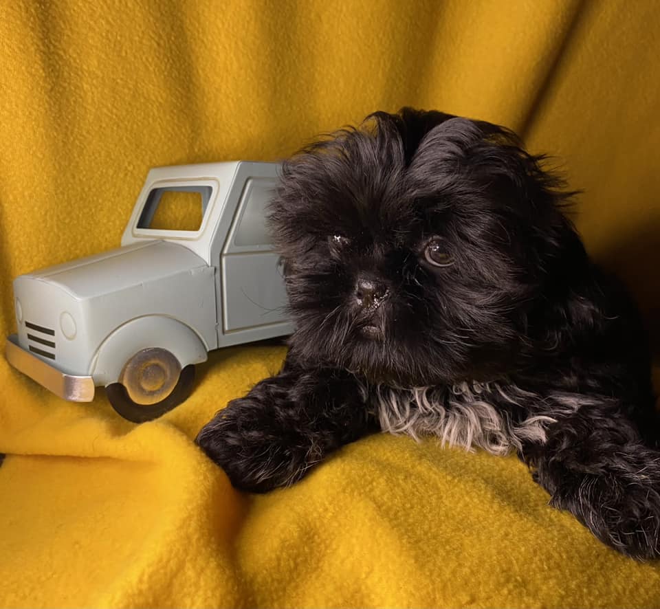 Shih Tzu Puppies for Sale Zeigler IL, Toy Poodle Puppies for Sale Zeigler IL, Shih Tzu Breeder in Zeigler IL, Toy Poodle Breeder in Zeigler IL, Healthy Shih Tzu Puppies for Sale, Top-Quality Toy Poodle Puppies, AKC Shih Tzu and Toy Poodles, Shih Tzu Puppies Near Me, Small Breed Puppies for Sale in Illinois, Hypoallergenic Shih Tzu and Toy Poodles
