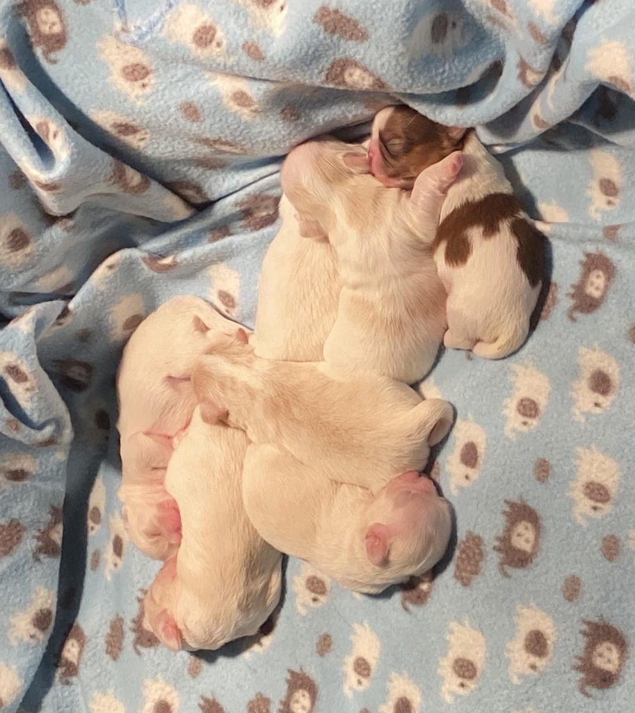 Shih Tzu Puppies for Sale Zeigler IL, Toy Poodle Puppies for Sale Zeigler IL, Shih Tzu Breeder in Zeigler IL, Toy Poodle Breeder in Zeigler IL, Healthy Shih Tzu Puppies for Sale, Top-Quality Toy Poodle Puppies, AKC Shih Tzu and Toy Poodles, Shih Tzu Puppies Near Me, Small Breed Puppies for Sale in Illinois, Hypoallergenic Shih Tzu and Toy Poodles