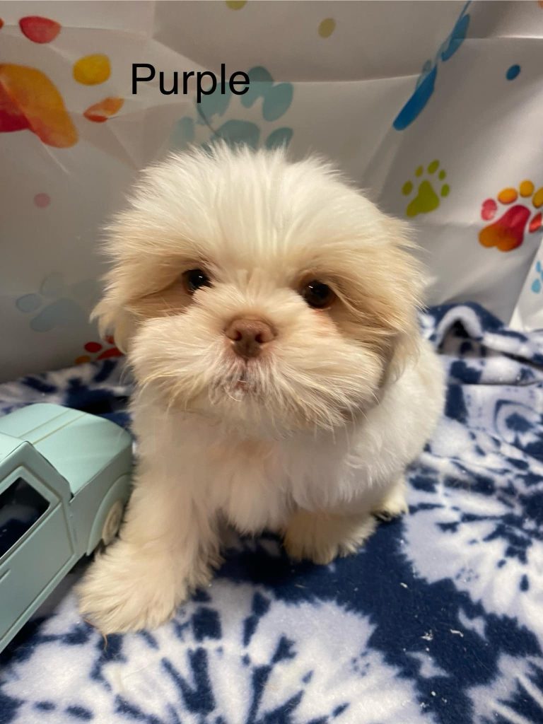 Shih Tzu Puppies for Sale Zeigler IL, Toy Poodle Puppies for Sale Zeigler IL, Shih Tzu Breeder in Zeigler IL, Toy Poodle Breeder in Zeigler IL, Healthy Shih Tzu Puppies for Sale, Top-Quality Toy Poodle Puppies, AKC Shih Tzu and Toy Poodles, Shih Tzu Puppies Near Me, Small Breed Puppies for Sale in Illinois, Hypoallergenic Shih Tzu and Toy Poodles