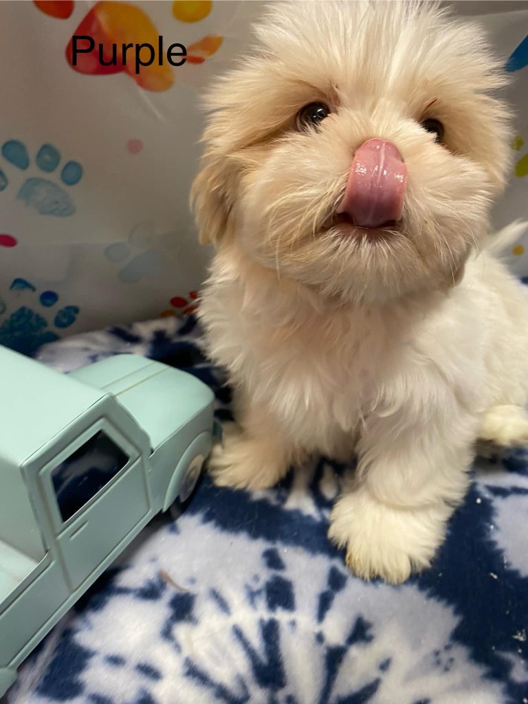 Shih Tzu Puppies for Sale Zeigler IL, Toy Poodle Puppies for Sale Zeigler IL, Shih Tzu Breeder in Zeigler IL, Toy Poodle Breeder in Zeigler IL, Healthy Shih Tzu Puppies for Sale, Top-Quality Toy Poodle Puppies, AKC Shih Tzu and Toy Poodles, Shih Tzu Puppies Near Me, Small Breed Puppies for Sale in Illinois, Hypoallergenic Shih Tzu and Toy Poodles