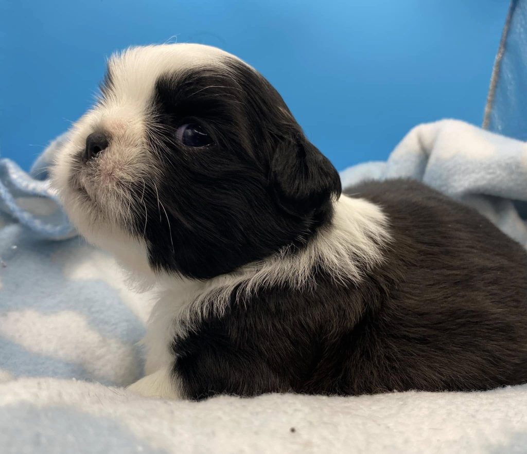 Shih Tzu Puppies for Sale Zeigler IL, Toy Poodle Puppies for Sale Zeigler IL, Shih Tzu Breeder in Zeigler IL, Toy Poodle Breeder in Zeigler IL, Healthy Shih Tzu Puppies for Sale, Top-Quality Toy Poodle Puppies, AKC Shih Tzu and Toy Poodles, Shih Tzu Puppies Near Me, Small Breed Puppies for Sale in Illinois, Hypoallergenic Shih Tzu and Toy Poodles