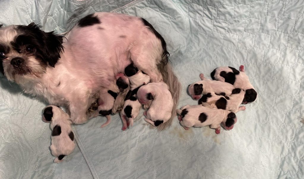 Shih Tzu Puppies for Sale Zeigler IL, Toy Poodle Puppies for Sale Zeigler IL, Shih Tzu Breeder in Zeigler IL, Toy Poodle Breeder in Zeigler IL, Healthy Shih Tzu Puppies for Sale, Top-Quality Toy Poodle Puppies, AKC Shih Tzu and Toy Poodles, Shih Tzu Puppies Near Me, Small Breed Puppies for Sale in Illinois, Hypoallergenic Shih Tzu and Toy Poodles