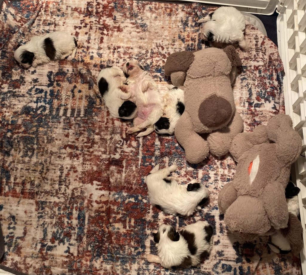 Shih Tzu Puppies for Sale Zeigler IL, Toy Poodle Puppies for Sale Zeigler IL, Shih Tzu Breeder in Zeigler IL, Toy Poodle Breeder in Zeigler IL, Healthy Shih Tzu Puppies for Sale, Top-Quality Toy Poodle Puppies, AKC Shih Tzu and Toy Poodles, Shih Tzu Puppies Near Me, Small Breed Puppies for Sale in Illinois, Hypoallergenic Shih Tzu and Toy Poodles