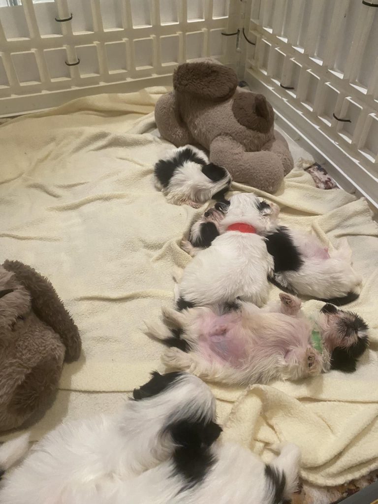 Shih Tzu Puppies for Sale Zeigler IL, Toy Poodle Puppies for Sale Zeigler IL, Shih Tzu Breeder in Zeigler IL, Toy Poodle Breeder in Zeigler IL, Healthy Shih Tzu Puppies for Sale, Top-Quality Toy Poodle Puppies, AKC Shih Tzu and Toy Poodles, Shih Tzu Puppies Near Me, Small Breed Puppies for Sale in Illinois, Hypoallergenic Shih Tzu and Toy Poodles