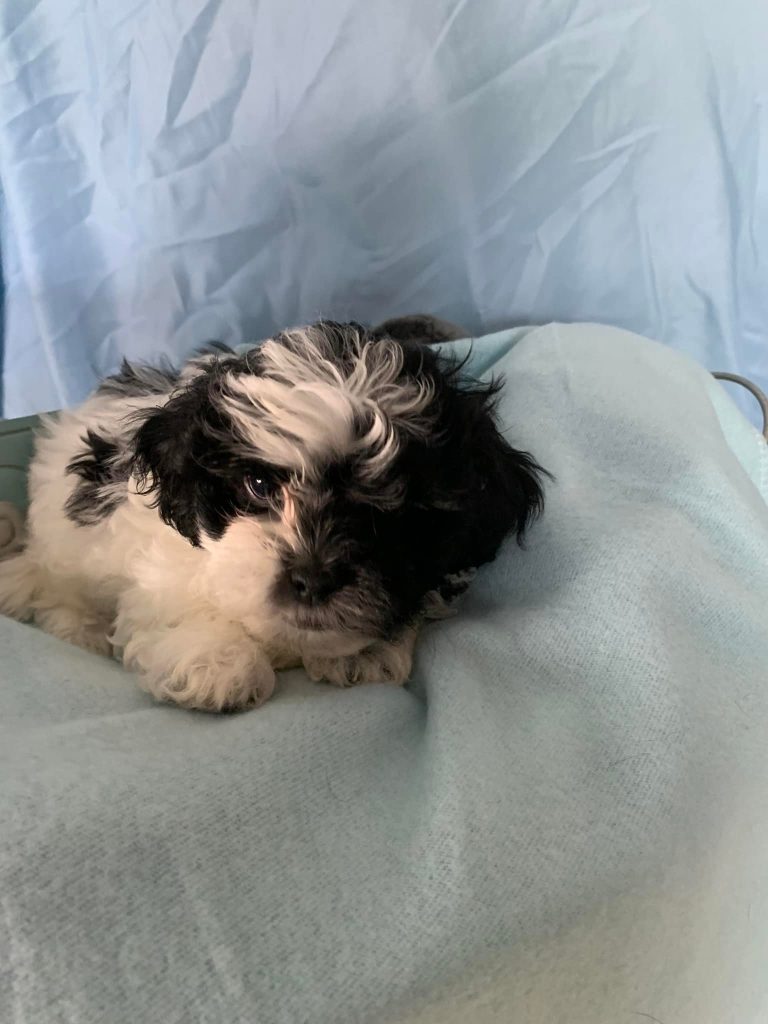 Shih Tzu Puppies for Sale Zeigler IL, Toy Poodle Puppies for Sale Zeigler IL, Shih Tzu Breeder in Zeigler IL, Toy Poodle Breeder in Zeigler IL, Healthy Shih Tzu Puppies for Sale, Top-Quality Toy Poodle Puppies, AKC Shih Tzu and Toy Poodles, Shih Tzu Puppies Near Me, Small Breed Puppies for Sale in Illinois, Hypoallergenic Shih Tzu and Toy Poodles