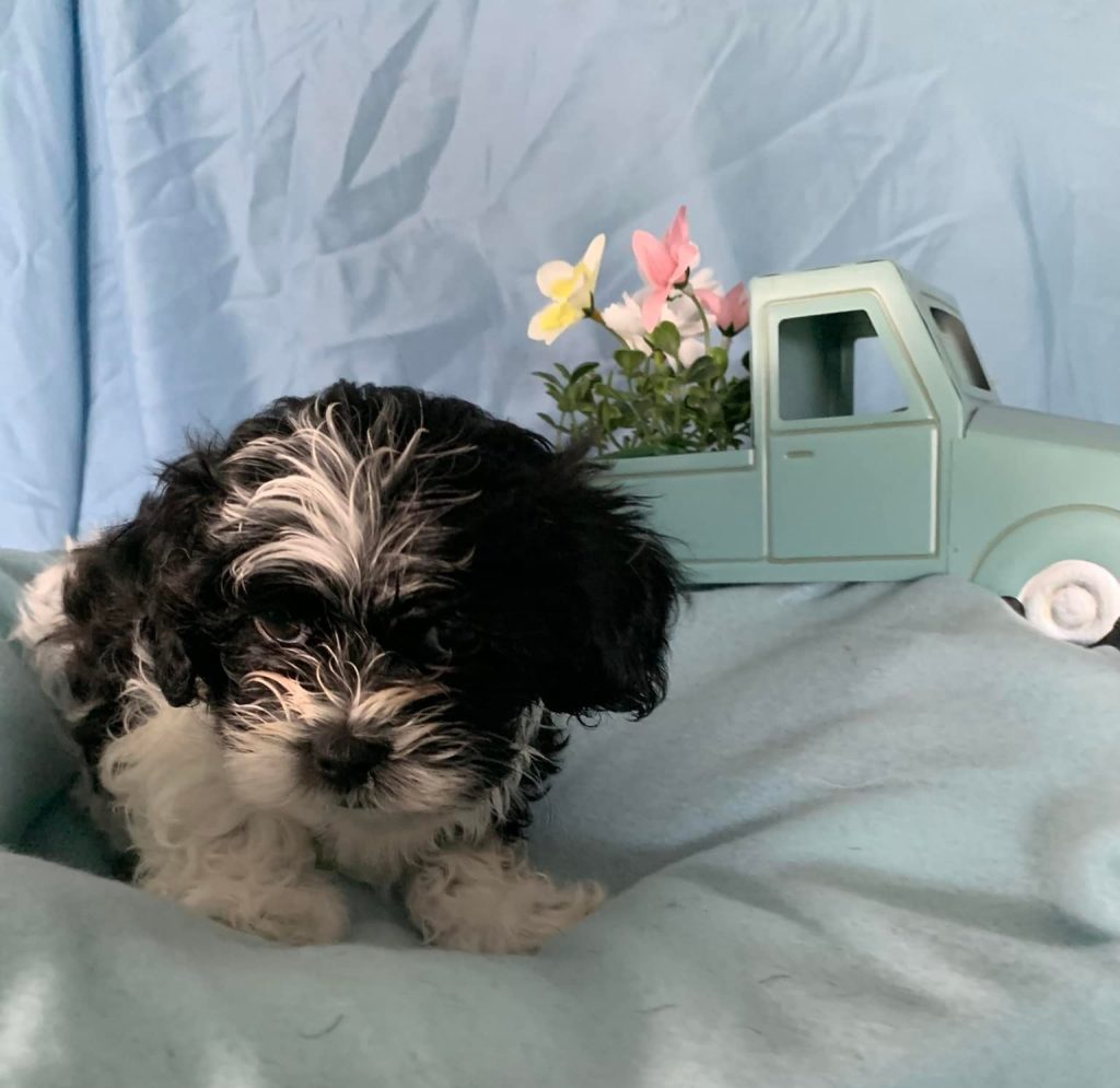 Shih Tzu Puppies for Sale Zeigler IL, Toy Poodle Puppies for Sale Zeigler IL, Shih Tzu Breeder in Zeigler IL, Toy Poodle Breeder in Zeigler IL, Healthy Shih Tzu Puppies for Sale, Top-Quality Toy Poodle Puppies, AKC Shih Tzu and Toy Poodles, Shih Tzu Puppies Near Me, Small Breed Puppies for Sale in Illinois, Hypoallergenic Shih Tzu and Toy Poodles