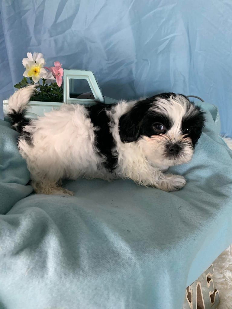 Shih Tzu Puppies for Sale Zeigler IL, Toy Poodle Puppies for Sale Zeigler IL, Shih Tzu Breeder in Zeigler IL, Toy Poodle Breeder in Zeigler IL, Healthy Shih Tzu Puppies for Sale, Top-Quality Toy Poodle Puppies, AKC Shih Tzu and Toy Poodles, Shih Tzu Puppies Near Me, Small Breed Puppies for Sale in Illinois, Hypoallergenic Shih Tzu and Toy Poodles