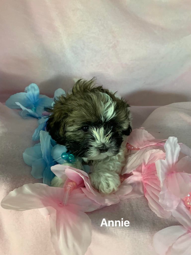 Shih Tzu Puppies for Sale Zeigler IL, Toy Poodle Puppies for Sale Zeigler IL, Shih Tzu Breeder in Zeigler IL, Toy Poodle Breeder in Zeigler IL, Healthy Shih Tzu Puppies for Sale, Top-Quality Toy Poodle Puppies, AKC Shih Tzu and Toy Poodles, Shih Tzu Puppies Near Me, Small Breed Puppies for Sale in Illinois, Hypoallergenic Shih Tzu and Toy Poodles