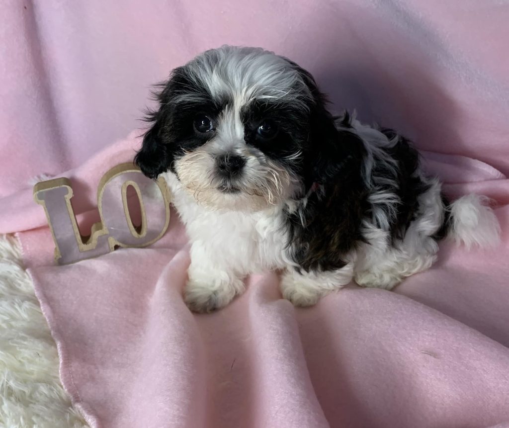 Shih Tzu Puppies for Sale Zeigler IL, Toy Poodle Puppies for Sale Zeigler IL, Shih Tzu Breeder in Zeigler IL, Toy Poodle Breeder in Zeigler IL, Healthy Shih Tzu Puppies for Sale, Top-Quality Toy Poodle Puppies, AKC Shih Tzu and Toy Poodles, Shih Tzu Puppies Near Me, Small Breed Puppies for Sale in Illinois, Hypoallergenic Shih Tzu and Toy Poodles