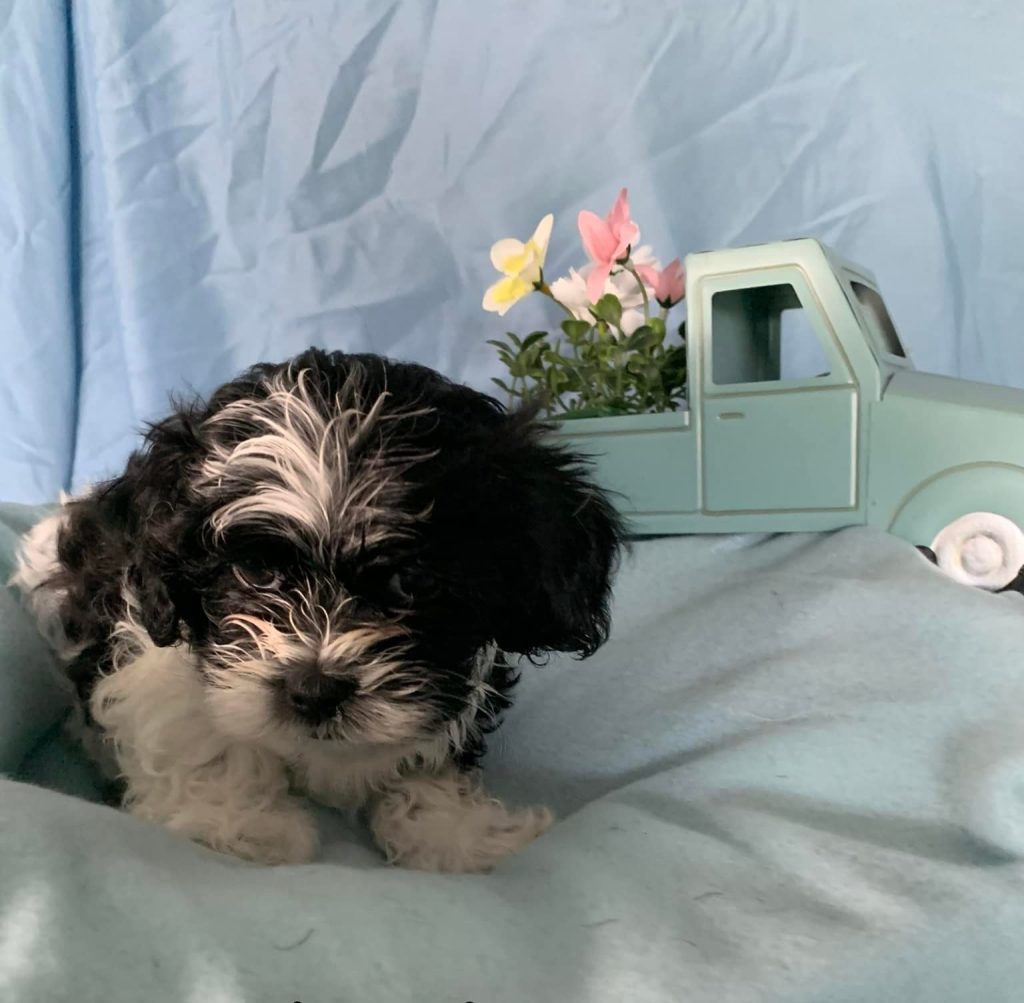 Shih Tzu Puppies for Sale Zeigler IL, Toy Poodle Puppies for Sale Zeigler IL, Shih Tzu Breeder in Zeigler IL, Toy Poodle Breeder in Zeigler IL, Healthy Shih Tzu Puppies for Sale, Top-Quality Toy Poodle Puppies, AKC Shih Tzu and Toy Poodles, Shih Tzu Puppies Near Me, Small Breed Puppies for Sale in Illinois, Hypoallergenic Shih Tzu and Toy Poodles