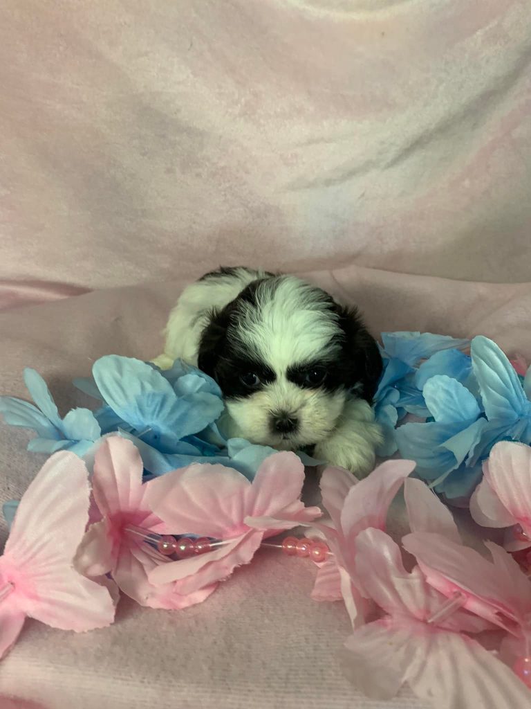 Shih Tzu Puppies for Sale Zeigler IL, Toy Poodle Puppies for Sale Zeigler IL, Shih Tzu Breeder in Zeigler IL, Toy Poodle Breeder in Zeigler IL, Healthy Shih Tzu Puppies for Sale, Top-Quality Toy Poodle Puppies, AKC Shih Tzu and Toy Poodles, Shih Tzu Puppies Near Me, Small Breed Puppies for Sale in Illinois, Hypoallergenic Shih Tzu and Toy Poodlesq