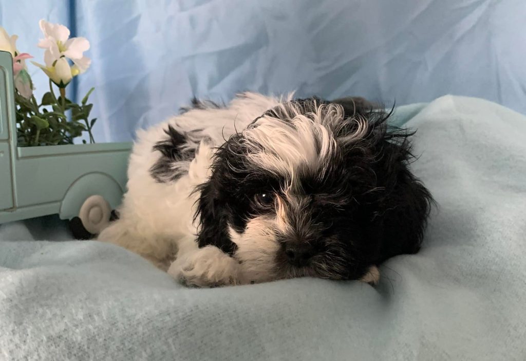 Shih Tzu Puppies for Sale Zeigler IL, Toy Poodle Puppies for Sale Zeigler IL, Shih Tzu Breeder in Zeigler IL, Toy Poodle Breeder in Zeigler IL, Healthy Shih Tzu Puppies for Sale, Top-Quality Toy Poodle Puppies, AKC Shih Tzu and Toy Poodles, Shih Tzu Puppies Near Me, Small Breed Puppies for Sale in Illinois, Hypoallergenic Shih Tzu and Toy Poodles