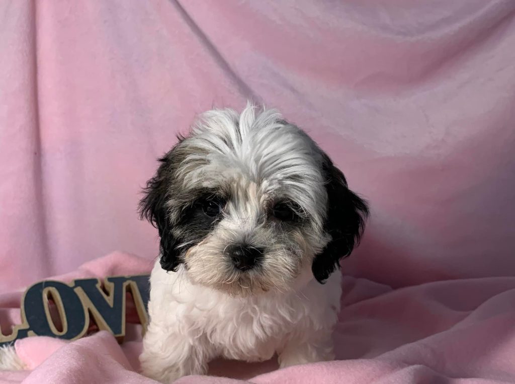 Trusted Shih Tzu Breeder in Zeigler IL, Ethical Shih Tzu breeder in Zeigler IL, Shih Tzu Puppies for Sale Zeigler IL, Toy Poodle Puppies for Sale Zeigler IL, Shih Tzu Breeder in Zeigler IL, Toy Poodle Breeder in Zeigler IL, Healthy Shih Tzu Puppies for Sale, Top-Quality Toy Poodle Puppies, AKC Shih Tzu and Toy Poodles, Shih Tzu Puppies Near Me, Small Breed Puppies for Sale in Illinois, Hypoallergenic Shih Tzu and Toy Poodles