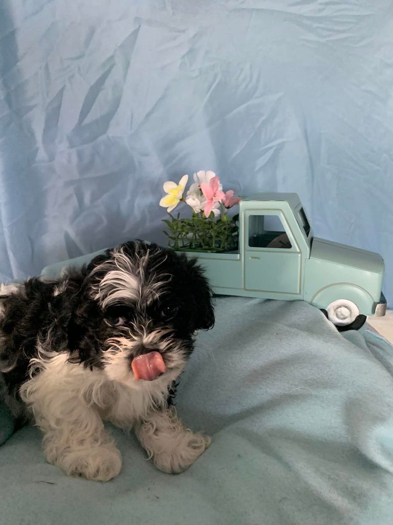 Shih Tzu Puppies for Sale Zeigler IL, Toy Poodle Puppies for Sale Zeigler IL, Shih Tzu Breeder in Zeigler IL, Toy Poodle Breeder in Zeigler IL, Healthy Shih Tzu Puppies for Sale, Top-Quality Toy Poodle Puppies, AKC Shih Tzu and Toy Poodles, Shih Tzu Puppies Near Me, Small Breed Puppies for Sale in Illinois, Hypoallergenic Shih Tzu and Toy Poodles