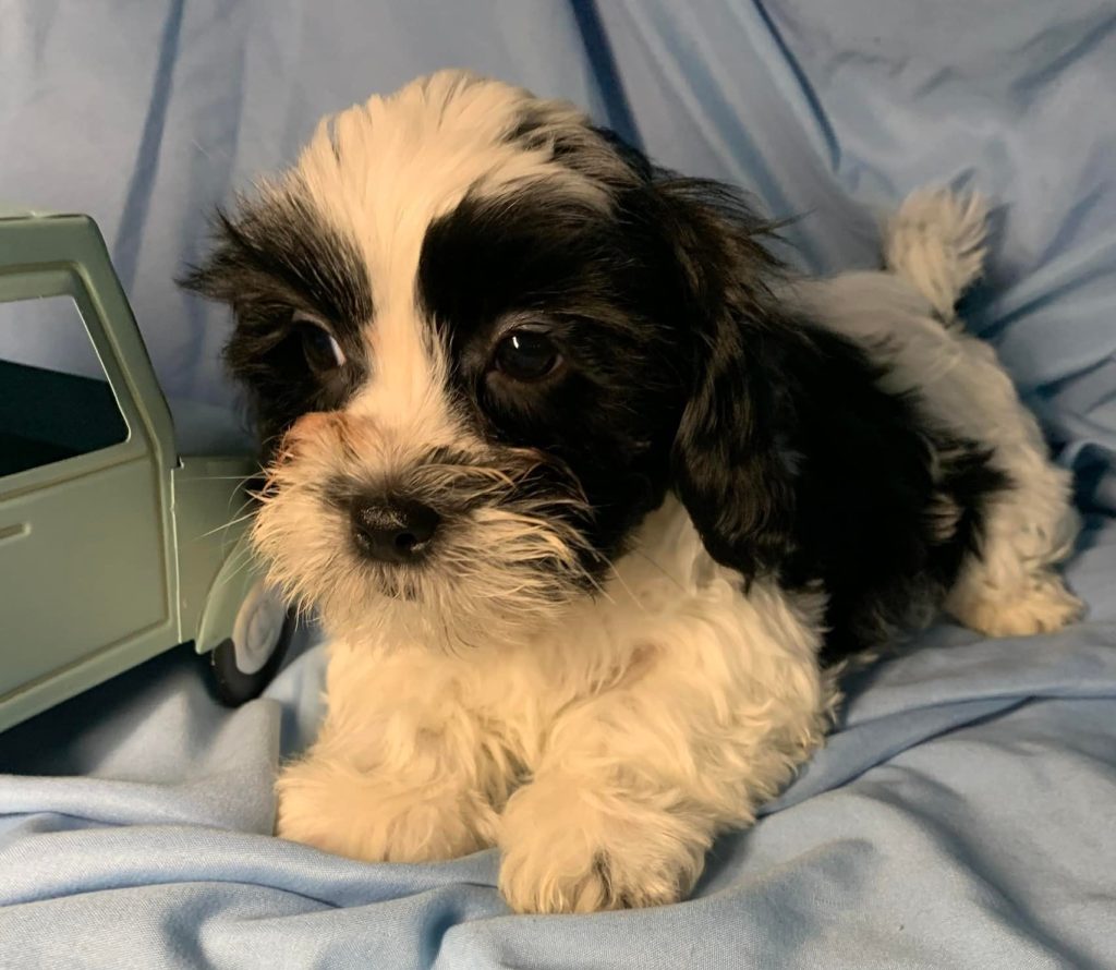 Shih Tzu Puppies for Sale Zeigler IL, Toy Poodle Puppies for Sale Zeigler IL, Shih Tzu Breeder in Zeigler IL, Toy Poodle Breeder in Zeigler IL, Healthy Shih Tzu Puppies for Sale, Top-Quality Toy Poodle Puppies, AKC Shih Tzu and Toy Poodles, Shih Tzu Puppies Near Me, Small Breed Puppies for Sale in Illinois, Hypoallergenic Shih Tzu and Toy Poodles