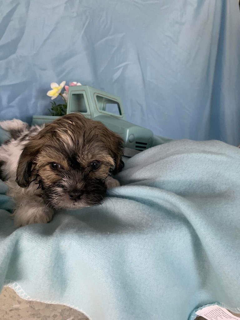 Shih Tzu Puppies for Sale Zeigler IL, Toy Poodle Puppies for Sale Zeigler IL, Shih Tzu Breeder in Zeigler IL, Toy Poodle Breeder in Zeigler IL, Healthy Shih Tzu Puppies for Sale, Top-Quality Toy Poodle Puppies, AKC Shih Tzu and Toy Poodles, Shih Tzu Puppies Near Me, Small Breed Puppies for Sale in Illinois, Hypoallergenic Shih Tzu and Toy Poodles