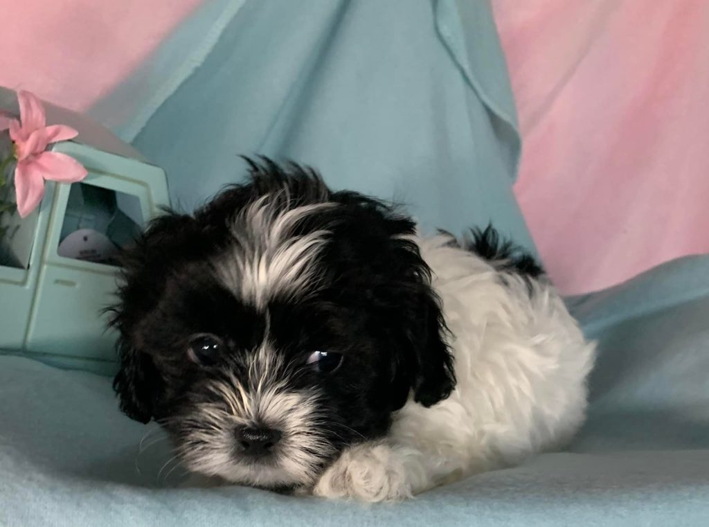 Shih Tzu Puppies for Sale Zeigler IL, Toy Poodle Puppies for Sale Zeigler IL, Shih Tzu Breeder in Zeigler IL, Toy Poodle Breeder in Zeigler IL, Healthy Shih Tzu Puppies for Sale, Top-Quality Toy Poodle Puppies, AKC Shih Tzu and Toy Poodles, Shih Tzu Puppies Near Me, Small Breed Puppies for Sale in Illinois, Hypoallergenic Shih Tzu and Toy Poodles