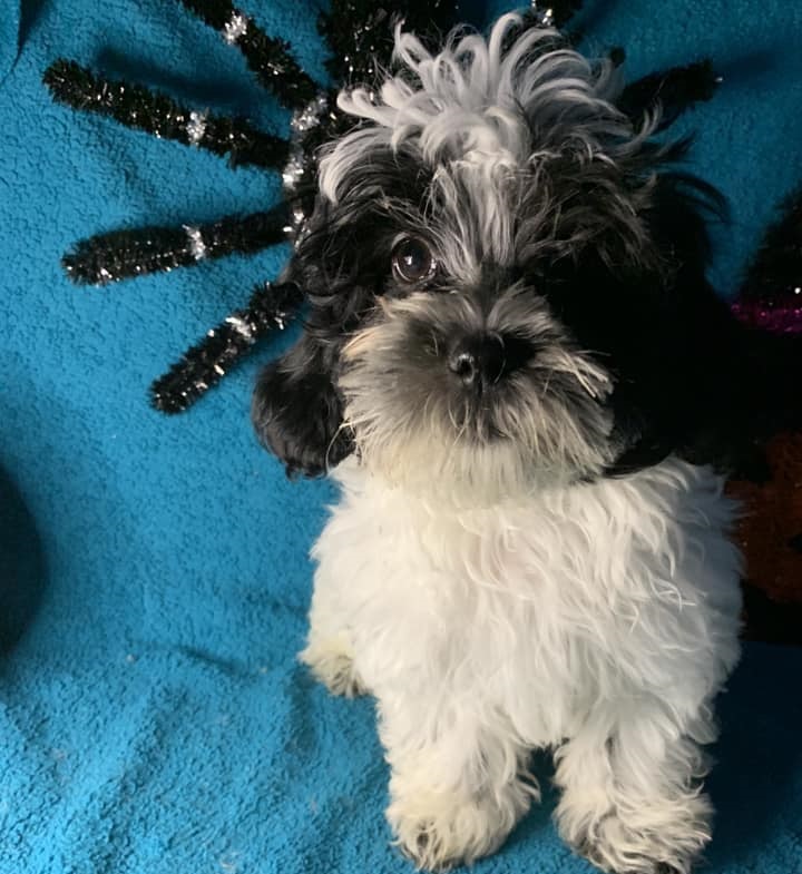 Shih Tzu Puppies for Sale Zeigler IL, Toy Poodle Puppies for Sale Zeigler IL, Shih Tzu Breeder in Zeigler IL, Toy Poodle Breeder in Zeigler IL, Healthy Shih Tzu Puppies for Sale, Top-Quality Toy Poodle Puppies, AKC Shih Tzu and Toy Poodles, Shih Tzu Puppies Near Me, Small Breed Puppies for Sale in Illinois, Hypoallergenic Shih Tzu and Toy Poodles