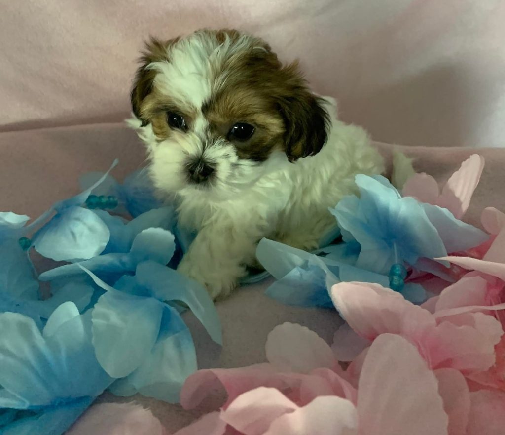 Shih Tzu Puppies for Sale Zeigler IL, Toy Poodle Puppies for Sale Zeigler IL, Shih Tzu Breeder in Zeigler IL, Toy Poodle Breeder in Zeigler IL, Healthy Shih Tzu Puppies for Sale, Top-Quality Toy Poodle Puppies, AKC Shih Tzu and Toy Poodles, Shih Tzu Puppies Near Me, Small Breed Puppies for Sale in Illinois, Hypoallergenic Shih Tzu and Toy Poodles