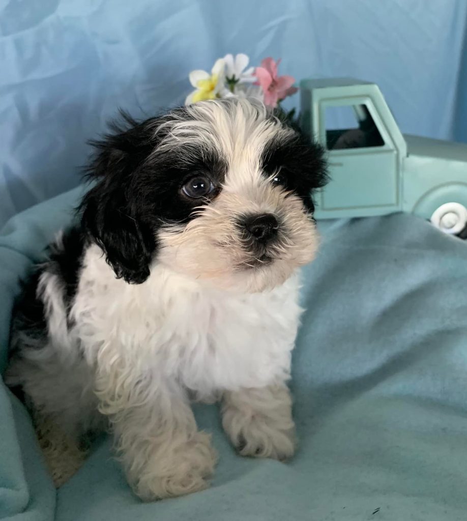 Shih Tzu and Toy Poodle Puppy Gallery, Shih Tzu Puppies for Sale Zeigler IL, Toy Poodle Puppies for Sale Zeigler IL, Shih Tzu Breeder in Zeigler IL, Toy Poodle Breeder in Zeigler IL, Healthy Shih Tzu Puppies for Sale, Top-Quality Toy Poodle Puppies, AKC Shih Tzu and Toy Poodles, Shih Tzu Puppies Near Me, Small Breed Puppies for Sale in Illinois, Hypoallergenic Shih Tzu and Toy Poodles