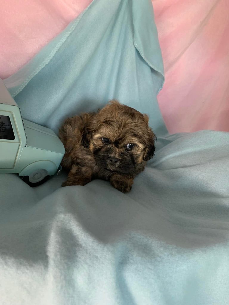 Shih Tzu Puppies for Sale Zeigler IL, Toy Poodle Puppies for Sale Zeigler IL, Shih Tzu Breeder in Zeigler IL, Toy Poodle Breeder in Zeigler IL, Healthy Shih Tzu Puppies for Sale, Top-Quality Toy Poodle Puppies, AKC Shih Tzu and Toy Poodles, Shih Tzu Puppies Near Me, Small Breed Puppies for Sale in Illinois, Hypoallergenic Shih Tzu and Toy Poodles