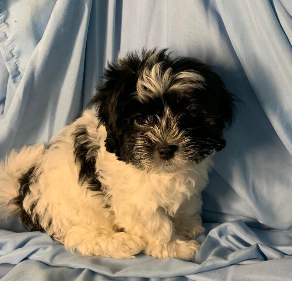 Shih Tzu Puppies for Sale Zeigler IL, Toy Poodle Puppies for Sale Zeigler IL, Shih Tzu Breeder in Zeigler IL, Toy Poodle Breeder in Zeigler IL, Healthy Shih Tzu Puppies for Sale, Top-Quality Toy Poodle Puppies, AKC Shih Tzu and Toy Poodles, Shih Tzu Puppies Near Me, Small Breed Puppies for Sale in Illinois, Hypoallergenic Shih Tzu and Toy Poodles