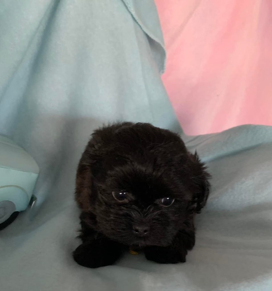 Shih Tzu Puppies for Sale Zeigler IL, Toy Poodle Puppies for Sale Zeigler IL, Shih Tzu Breeder in Zeigler IL, Toy Poodle Breeder in Zeigler IL, Healthy Shih Tzu Puppies for Sale, Top-Quality Toy Poodle Puppies, AKC Shih Tzu and Toy Poodles, Shih Tzu Puppies Near Me, Small Breed Puppies for Sale in Illinois, Hypoallergenic Shih Tzu and Toy Poodles