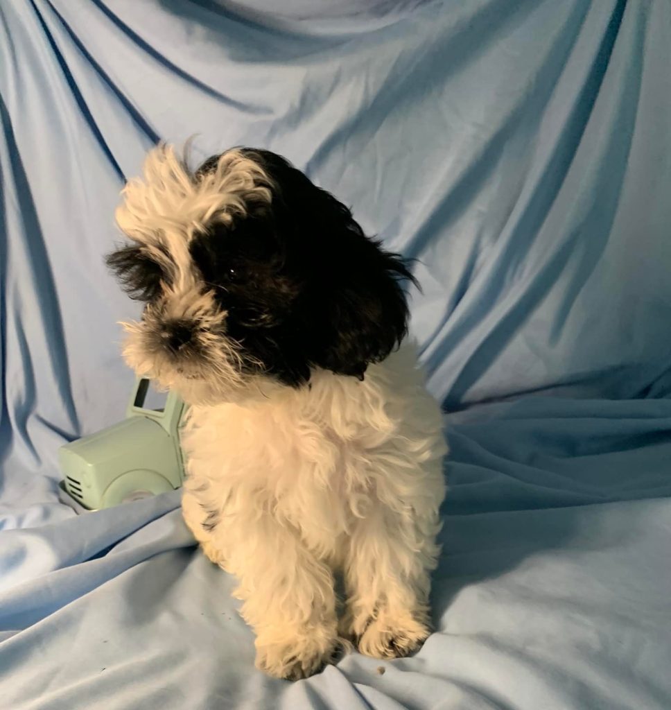 Shih Tzu Puppies for Sale Zeigler IL, Toy Poodle Puppies for Sale Zeigler IL, Shih Tzu Breeder in Zeigler IL, Toy Poodle Breeder in Zeigler IL, Healthy Shih Tzu Puppies for Sale, Top-Quality Toy Poodle Puppies, AKC Shih Tzu and Toy Poodles, Shih Tzu Puppies Near Me, Small Breed Puppies for Sale in Illinois, Hypoallergenic Shih Tzu and Toy Poodles