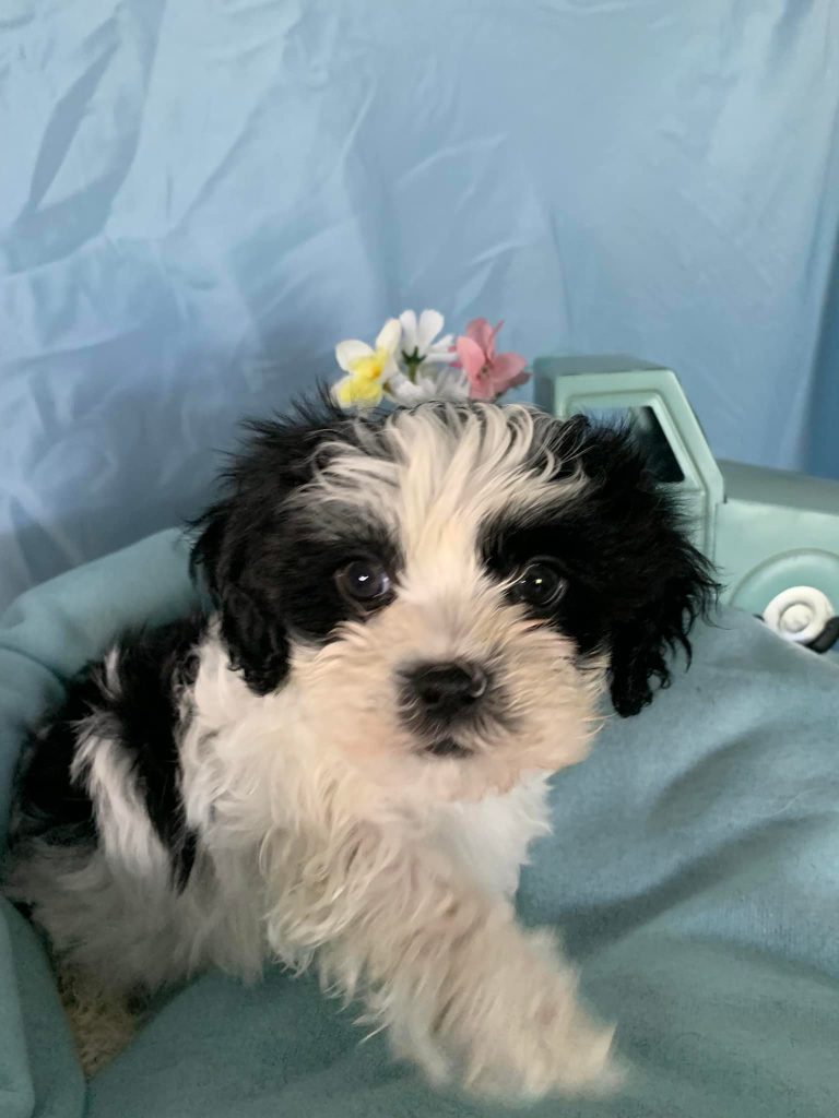 Shih Tzu Puppies for Sale Zeigler IL, Toy Poodle Puppies for Sale Zeigler IL, Shih Tzu Breeder in Zeigler IL, Toy Poodle Breeder in Zeigler IL, Healthy Shih Tzu Puppies for Sale, Top-Quality Toy Poodle Puppies, AKC Shih Tzu and Toy Poodles, Shih Tzu Puppies Near Me, Small Breed Puppies for Sale in Illinois, Hypoallergenic Shih Tzu and Toy Poodles