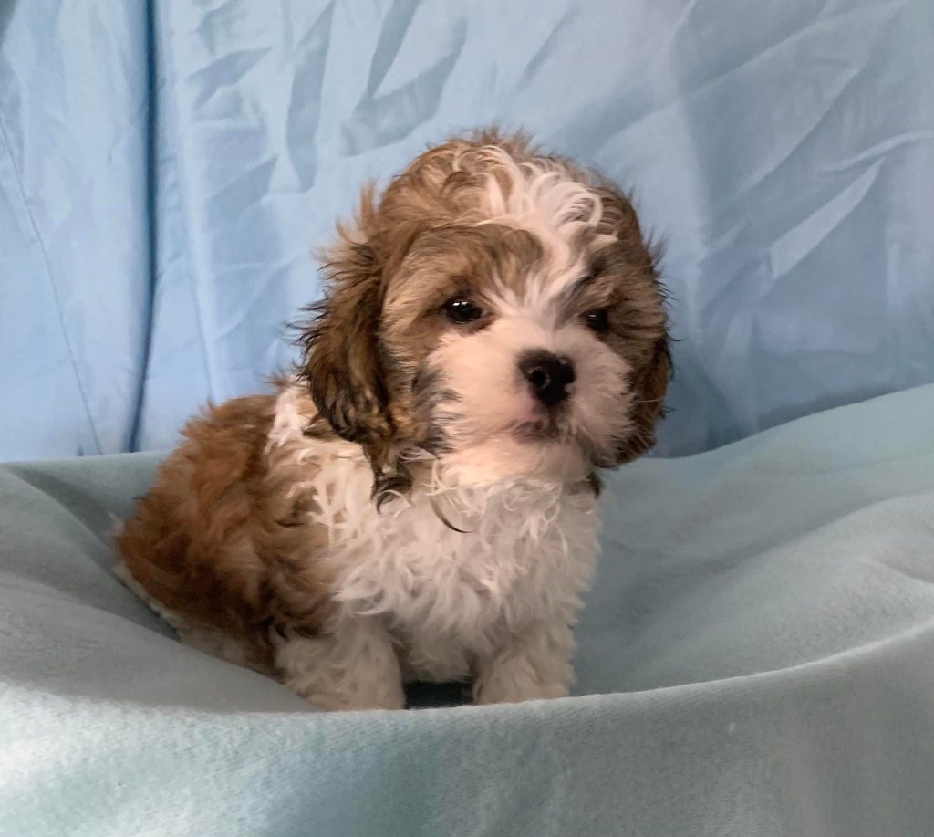 Shih Tzu Puppies for Sale Zeigler IL, Toy Poodle Puppies for Sale Zeigler IL, Shih Tzu Breeder in Zeigler IL, Toy Poodle Breeder in Zeigler IL, Healthy Shih Tzu Puppies for Sale, Top-Quality Toy Poodle Puppies, AKC Shih Tzu and Toy Poodles, Shih Tzu Puppies Near Me, Small Breed Puppies for Sale in Illinois, Hypoallergenic Shih Tzu and Toy Poodles