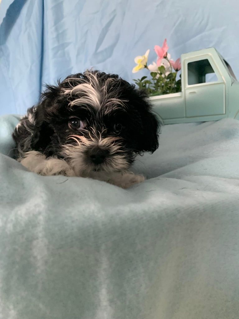 Shih Tzu Puppies for Sale Zeigler IL, Toy Poodle Puppies for Sale Zeigler IL, Shih Tzu Breeder in Zeigler IL, Toy Poodle Breeder in Zeigler IL, Healthy Shih Tzu Puppies for Sale, Top-Quality Toy Poodle Puppies, AKC Shih Tzu and Toy Poodles, Shih Tzu Puppies Near Me, Small Breed Puppies for Sale in Illinois, Hypoallergenic Shih Tzu and Toy Poodles