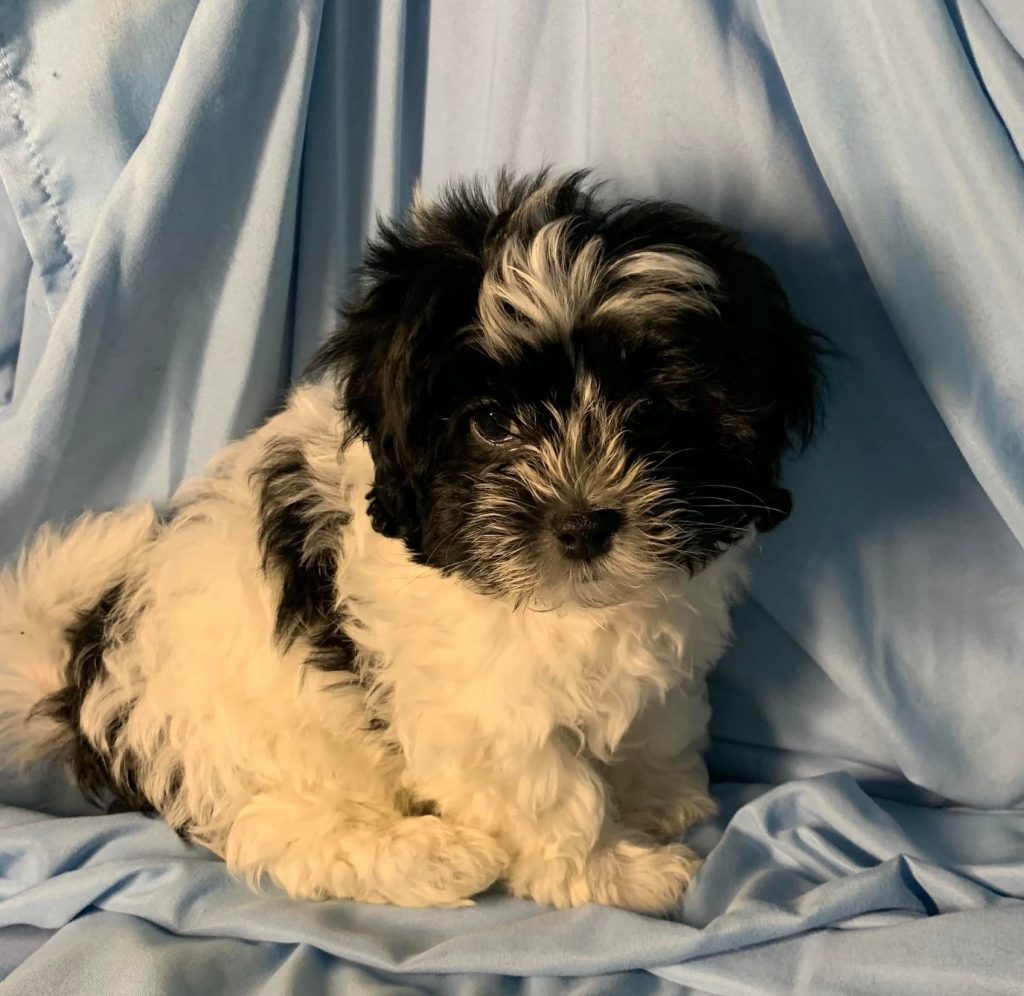 Shih Tzu Puppies for Sale Zeigler IL, Toy Poodle Puppies for Sale Zeigler IL, Shih Tzu Breeder in Zeigler IL, Toy Poodle Breeder in Zeigler IL, Healthy Shih Tzu Puppies for Sale, Top-Quality Toy Poodle Puppies, AKC Shih Tzu and Toy Poodles, Shih Tzu Puppies Near Me, Small Breed Puppies for Sale in Illinois, Hypoallergenic Shih Tzu and Toy Poodles