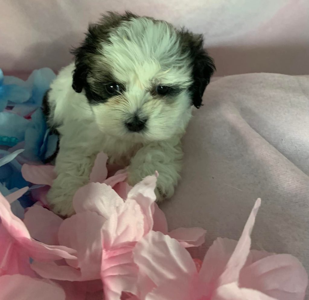 Shih Tzu Puppies for Sale Zeigler IL, Toy Poodle Puppies for Sale Zeigler IL, Shih Tzu Breeder in Zeigler IL, Toy Poodle Breeder in Zeigler IL, Healthy Shih Tzu Puppies for Sale, Top-Quality Toy Poodle Puppies, AKC Shih Tzu and Toy Poodles, Shih Tzu Puppies Near Me, Small Breed Puppies for Sale in Illinois, Hypoallergenic Shih Tzu and Toy Poodles