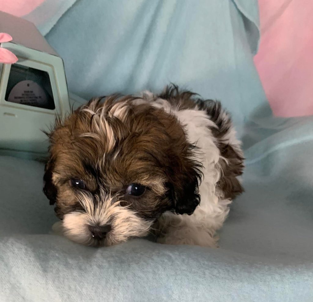 Shih Tzu Puppies for Sale Zeigler IL, Toy Poodle Puppies for Sale Zeigler IL, Shih Tzu Breeder in Zeigler IL, Toy Poodle Breeder in Zeigler IL, Healthy Shih Tzu Puppies for Sale, Top-Quality Toy Poodle Puppies, AKC Shih Tzu and Toy Poodles, Shih Tzu Puppies Near Me, Small Breed Puppies for Sale in Illinois, Hypoallergenic Shih Tzu and Toy Poodles