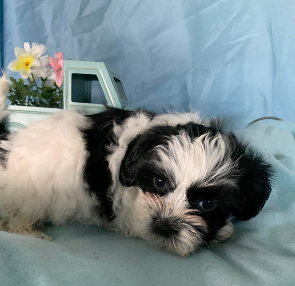 Shih Tzu Puppies for Sale Zeigler IL, Toy Poodle Puppies for Sale Zeigler IL, Shih Tzu Breeder in Zeigler IL, Toy Poodle Breeder in Zeigler IL, Healthy Shih Tzu Puppies for Sale, Top-Quality Toy Poodle Puppies, AKC Shih Tzu and Toy Poodles, Shih Tzu Puppies Near Me, Small Breed Puppies for Sale in Illinois, Hypoallergenic Shih Tzu and Toy Poodles
