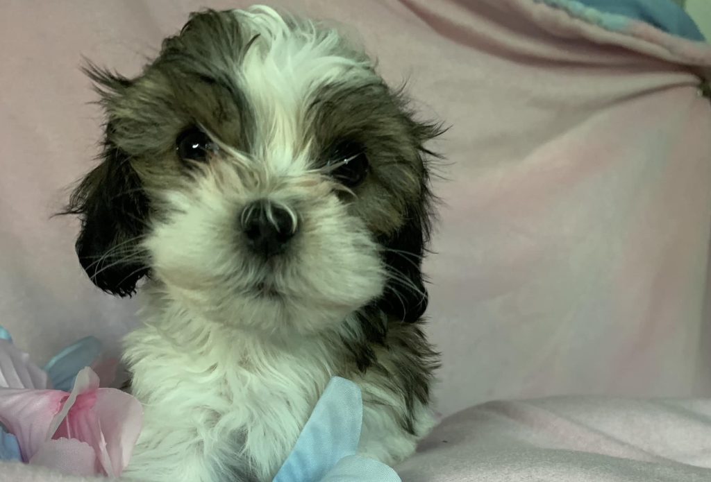Shih Tzu Puppies for Sale Zeigler IL, Toy Poodle Puppies for Sale Zeigler IL, Shih Tzu Breeder in Zeigler IL, Toy Poodle Breeder in Zeigler IL, Healthy Shih Tzu Puppies for Sale, Top-Quality Toy Poodle Puppies, AKC Shih Tzu and Toy Poodles, Shih Tzu Puppies Near Me, Small Breed Puppies for Sale in Illinois, Hypoallergenic Shih Tzu and Toy Poodles