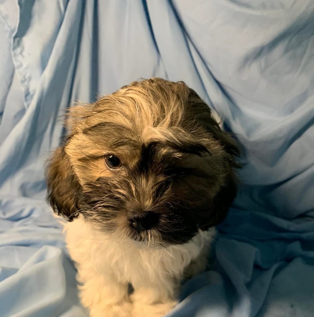 Shih Tzu Puppies for Sale Zeigler IL, Toy Poodle Puppies for Sale Zeigler IL, Shih Tzu Breeder in Zeigler IL, Toy Poodle Breeder in Zeigler IL, Healthy Shih Tzu Puppies for Sale, Top-Quality Toy Poodle Puppies, AKC Shih Tzu and Toy Poodles, Shih Tzu Puppies Near Me, Small Breed Puppies for Sale in Illinois, Hypoallergenic Shih Tzu and Toy Poodles