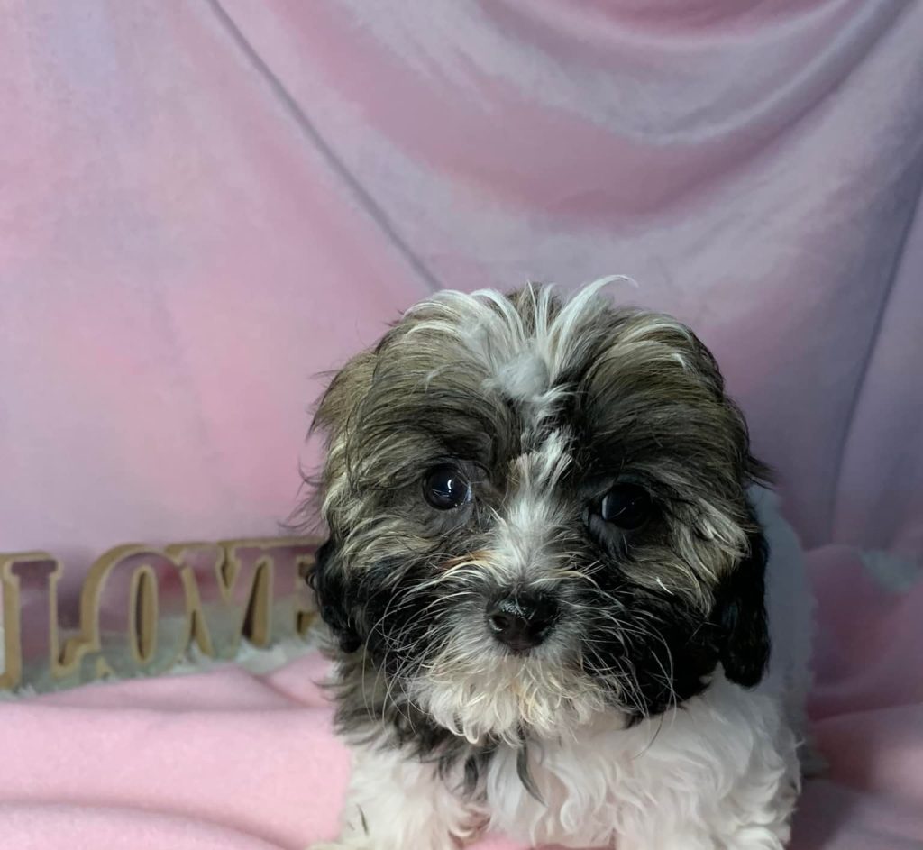 Shih Tzu Puppies for Sale Zeigler IL, Toy Poodle Puppies for Sale Zeigler IL, Shih Tzu Breeder in Zeigler IL, Toy Poodle Breeder in Zeigler IL, Healthy Shih Tzu Puppies for Sale, Top-Quality Toy Poodle Puppies, AKC Shih Tzu and Toy Poodles, Shih Tzu Puppies Near Me, Small Breed Puppies for Sale in Illinois, Hypoallergenic Shih Tzu and Toy Poodles