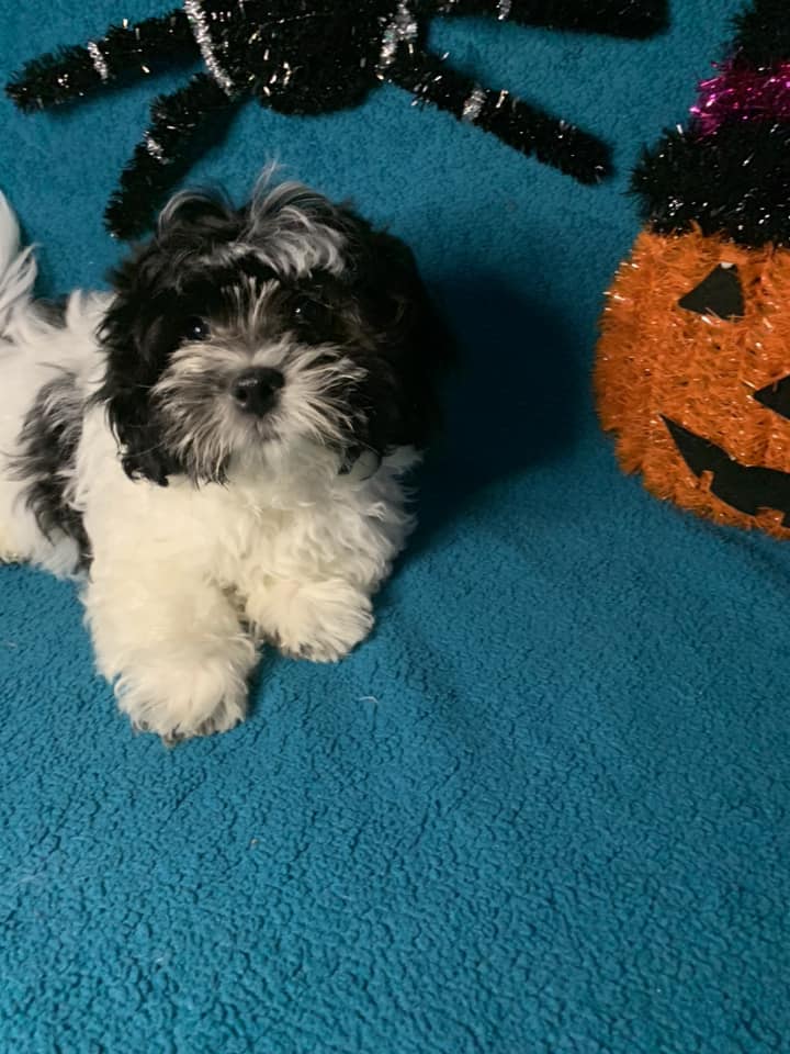 Shih Tzu Puppies for Sale Zeigler IL, Toy Poodle Puppies for Sale Zeigler IL, Shih Tzu Breeder in Zeigler IL, Toy Poodle Breeder in Zeigler IL, Healthy Shih Tzu Puppies for Sale, Top-Quality Toy Poodle Puppies, AKC Shih Tzu and Toy Poodles, Shih Tzu Puppies Near Me, Small Breed Puppies for Sale in Illinois, Hypoallergenic Shih Tzu and Toy Poodles