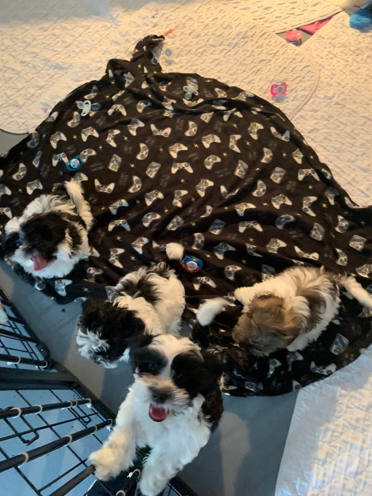 Shih Tzu Puppies for Sale Zeigler IL, Toy Poodle Puppies for Sale Zeigler IL, Shih Tzu Breeder in Zeigler IL, Toy Poodle Breeder in Zeigler IL, Healthy Shih Tzu Puppies for Sale, Top-Quality Toy Poodle Puppies, AKC Shih Tzu and Toy Poodles, Shih Tzu Puppies Near Me, Small Breed Puppies for Sale in Illinois, Hypoallergenic Shih Tzu and Toy Poodles