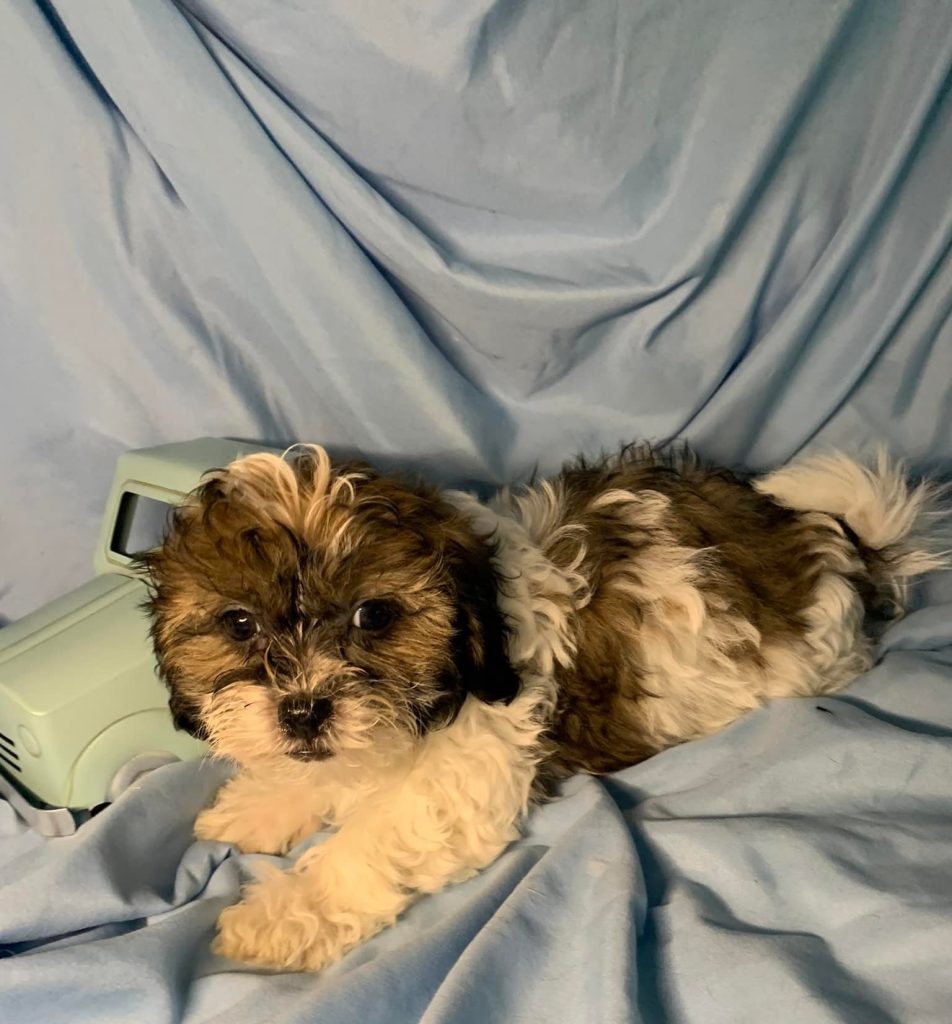 Shih Tzu Puppies for Sale Zeigler IL, Toy Poodle Puppies for Sale Zeigler IL, Shih Tzu Breeder in Zeigler IL, Toy Poodle Breeder in Zeigler IL, Healthy Shih Tzu Puppies for Sale, Top-Quality Toy Poodle Puppies, AKC Shih Tzu and Toy Poodles, Shih Tzu Puppies Near Me, Small Breed Puppies for Sale in Illinois, Hypoallergenic Shih Tzu and Toy Poodles