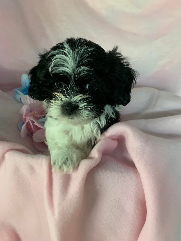 Shih Tzu Puppies for Sale Zeigler IL, Toy Poodle Puppies for Sale Zeigler IL, Shih Tzu Breeder in Zeigler IL, Toy Poodle Breeder in Zeigler IL, Healthy Shih Tzu Puppies for Sale, Top-Quality Toy Poodle Puppies, AKC Shih Tzu and Toy Poodles, Shih Tzu Puppies Near Me, Small Breed Puppies for Sale in Illinois, Hypoallergenic Shih Tzu and Toy Poodles