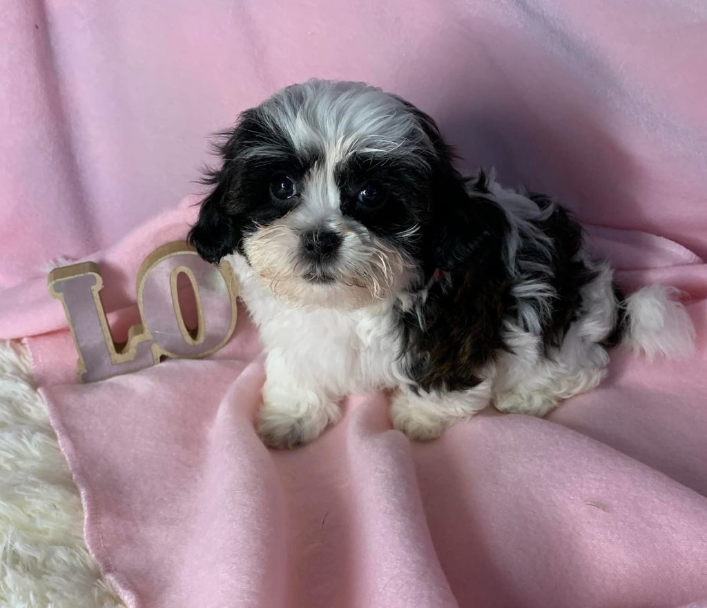 Shih Tzu Puppies for Sale Zeigler IL, Toy Poodle Puppies for Sale Zeigler IL, Shih Tzu Breeder in Zeigler IL, Toy Poodle Breeder in Zeigler IL, Healthy Shih Tzu Puppies for Sale, Top-Quality Toy Poodle Puppies, AKC Shih Tzu and Toy Poodles, Shih Tzu Puppies Near Me, Small Breed Puppies for Sale in Illinois, Hypoallergenic Shih Tzu and Toy Poodles