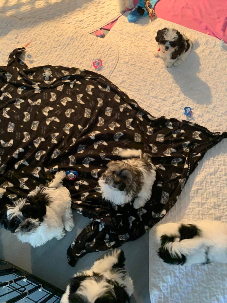 Shih Tzu Puppies for Sale Zeigler IL, Toy Poodle Puppies for Sale Zeigler IL, Shih Tzu Breeder in Zeigler IL, Toy Poodle Breeder in Zeigler IL, Healthy Shih Tzu Puppies for Sale, Top-Quality Toy Poodle Puppies, AKC Shih Tzu and Toy Poodles, Shih Tzu Puppies Near Me, Small Breed Puppies for Sale in Illinois, Hypoallergenic Shih Tzu and Toy Poodles